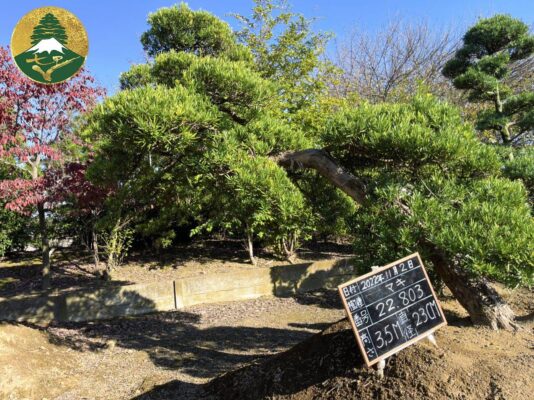 Thiên Phúc Viên - Tổng kho cây cảnh Nhật Bản