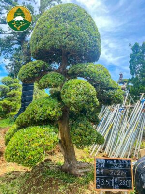 Chuyên sâu về trải nghiệm và giá trị của cây tùng la hán Nhật Bản