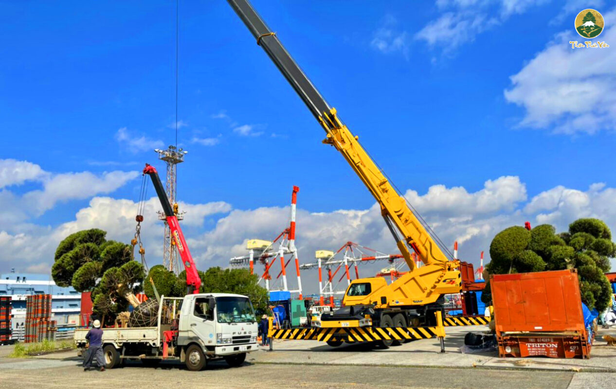 Những container đầu tiên mang theo hàng trăm siêu phẩm cây cảnh đã chuẩn bị cập bến để phục vụ cho đối tác tại Việt Nam!