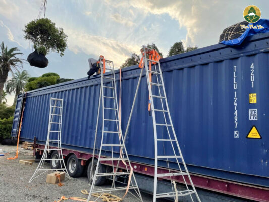 Những container đầu tiên mang theo hàng trăm siêu phẩm cây cảnh đã chuẩn bị cập bến để phục vụ cho đối tác tại Việt Nam!